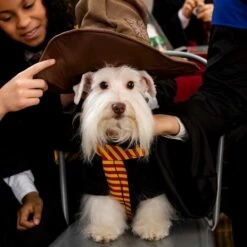 Gryffindor Dog Hoodie Costume - Harry Potter 11 Gryffindor Dog Hoodie Costume - Harry Potter -Cosplay Store 2024 P947328 05